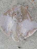 Image of Rough Ray