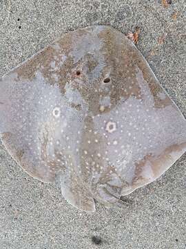 Image of Rough Ray