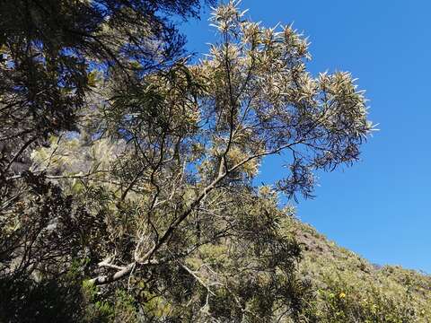 Слика од Acacia heterophylla (Lam.) Willd.