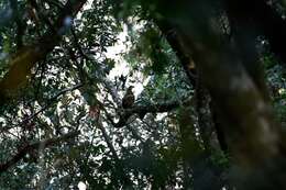 Image of Taiwan Hill Partridge