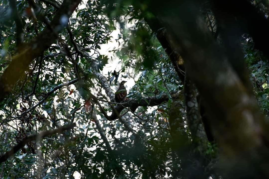 Image of Taiwan Hill Partridge