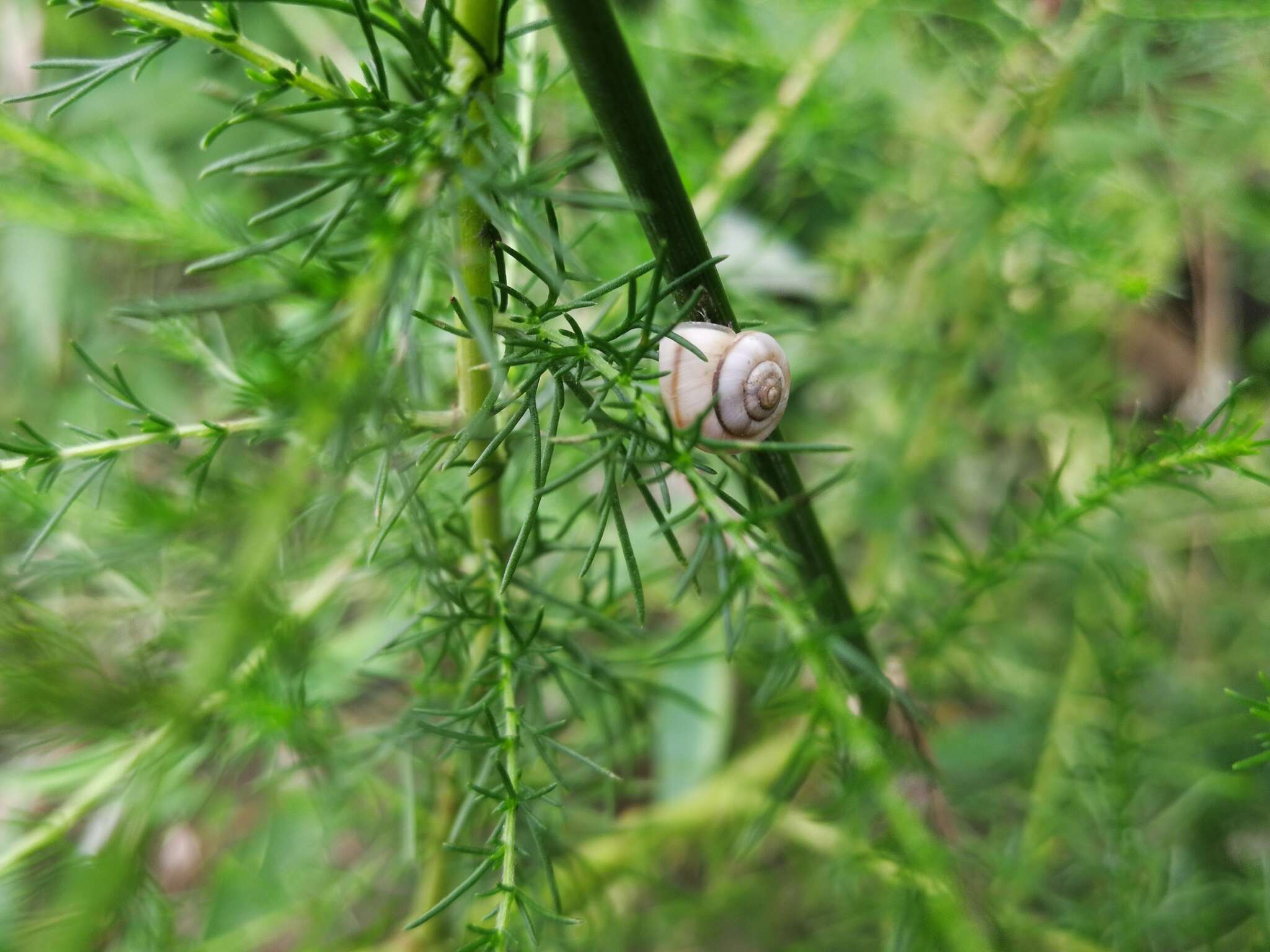 Plancia ëd Cathaica richthofeni