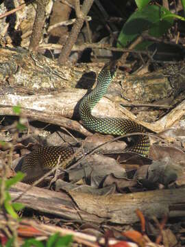 Image of Drymobius margaritiferus margaritiferus (Schlegel 1837)