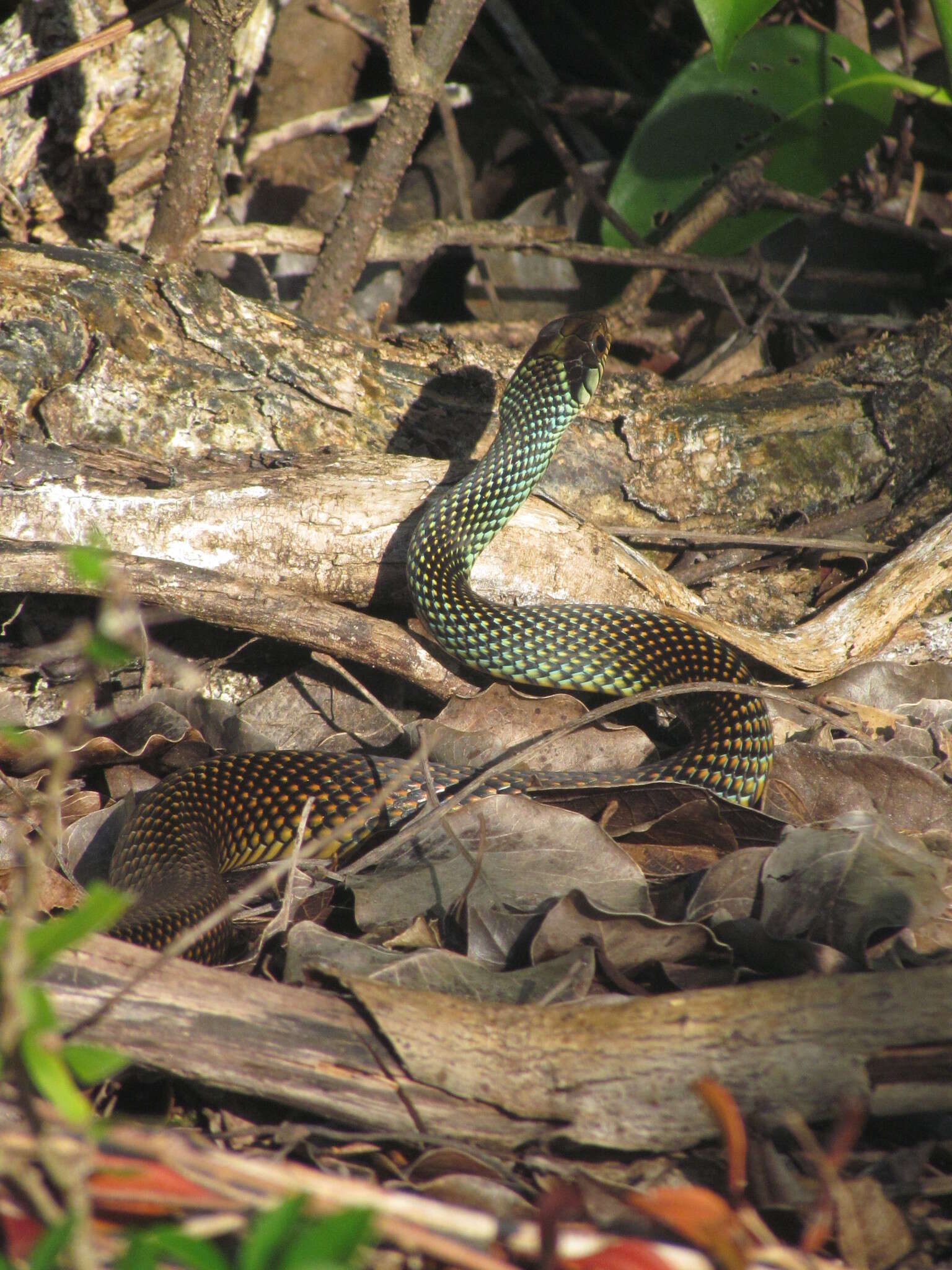 Image of Drymobius margaritiferus margaritiferus (Schlegel 1837)