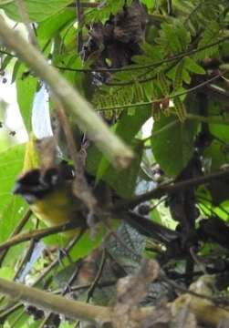 Image of Moustached Brush Finch