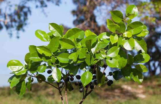 Image of Elaeodendron curtipendulum Endl.