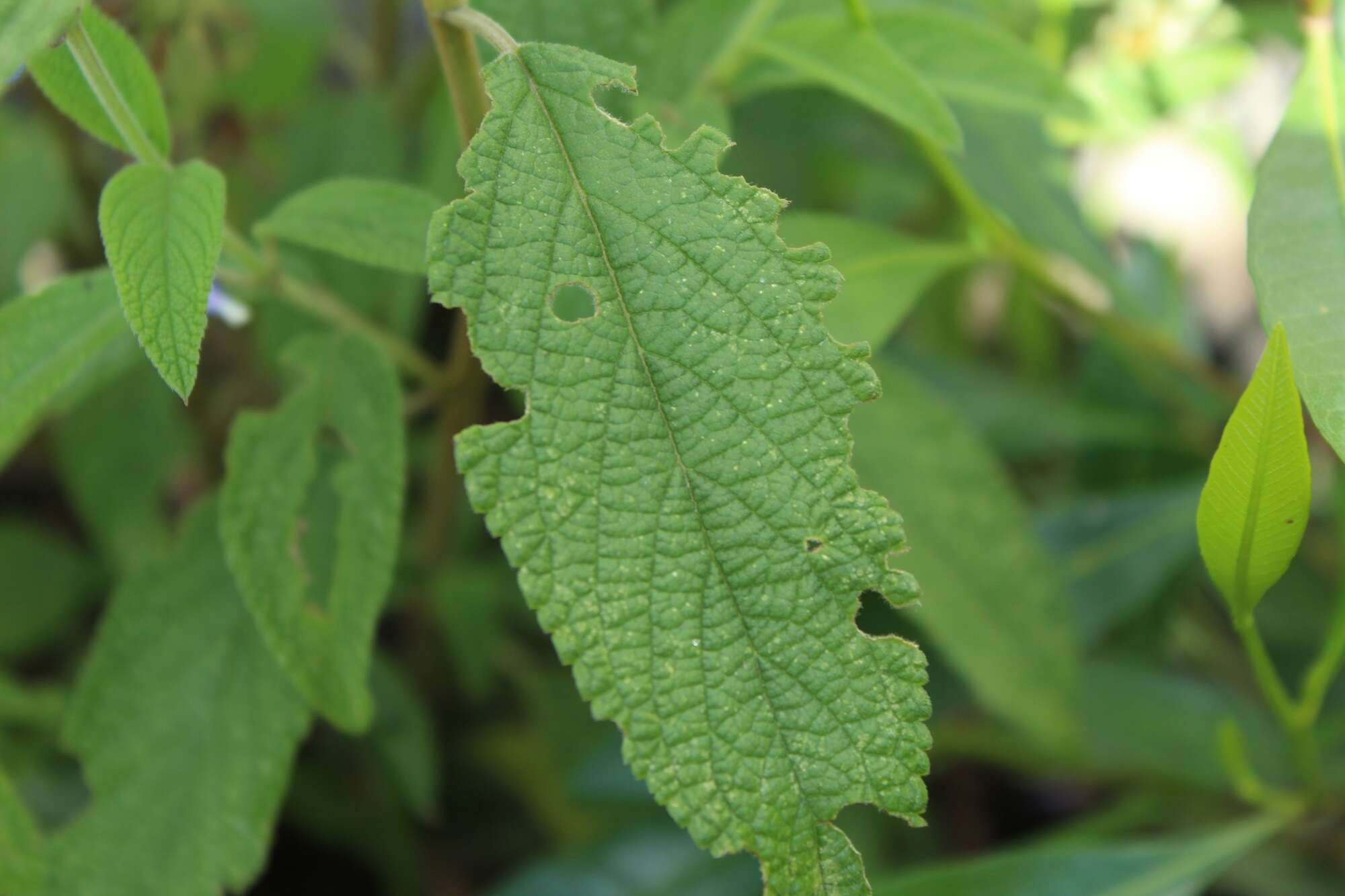 Image of Salvia bogotensis Benth.