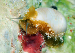 Image of Cowrie