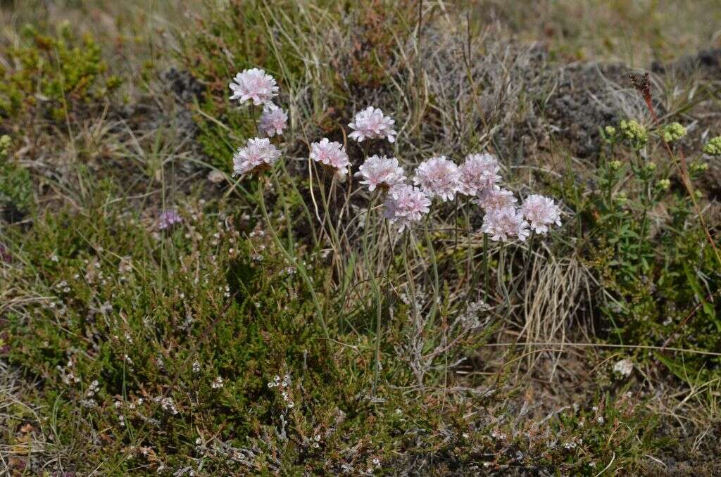 Image of thrift seapink