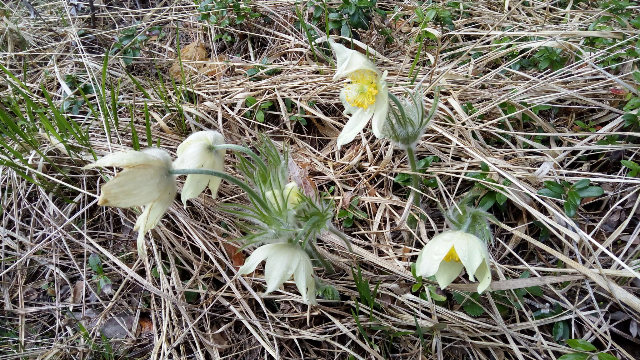 Image of eastern pasqueflower