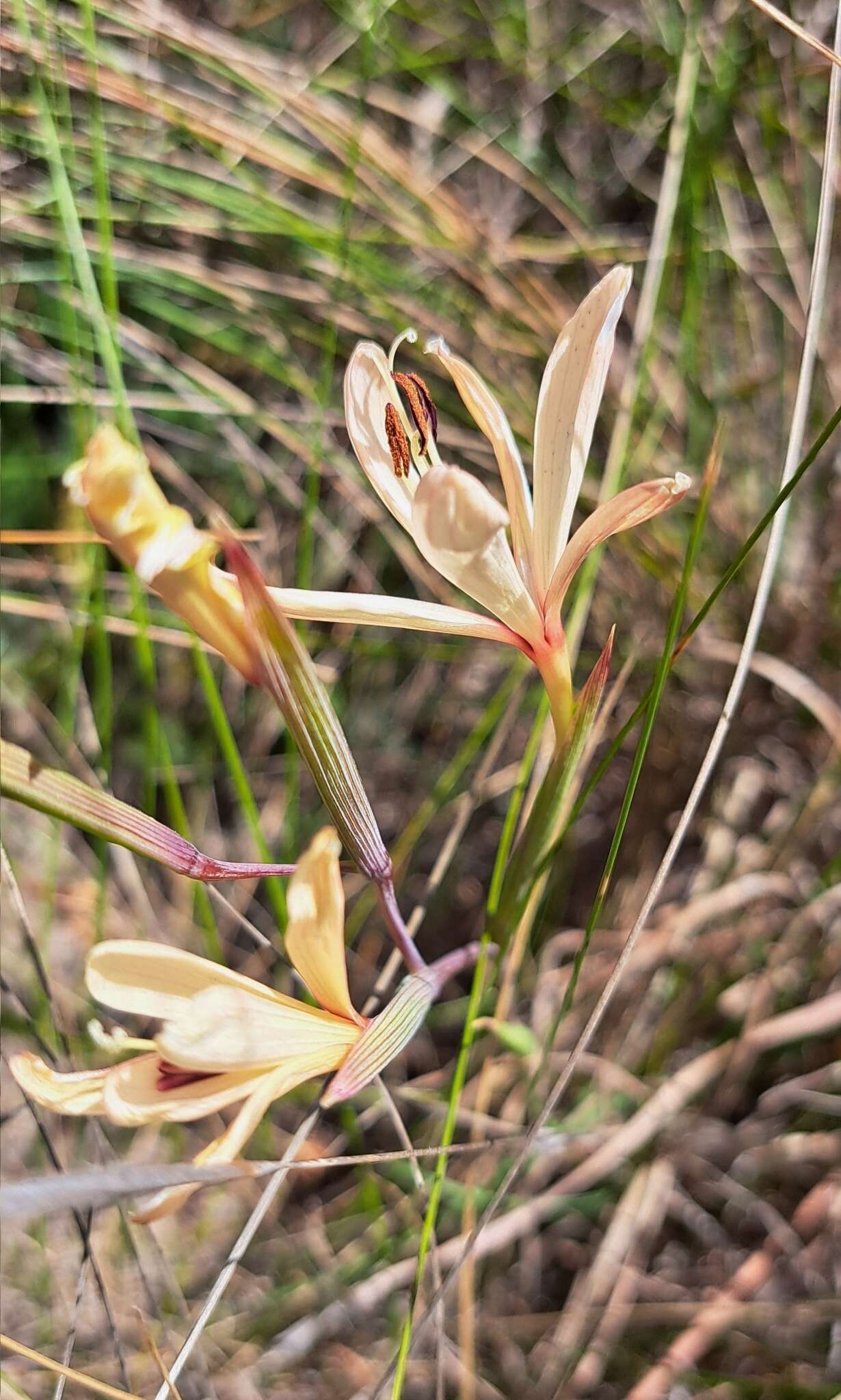 Image of Geissorhiza confusa Goldblatt