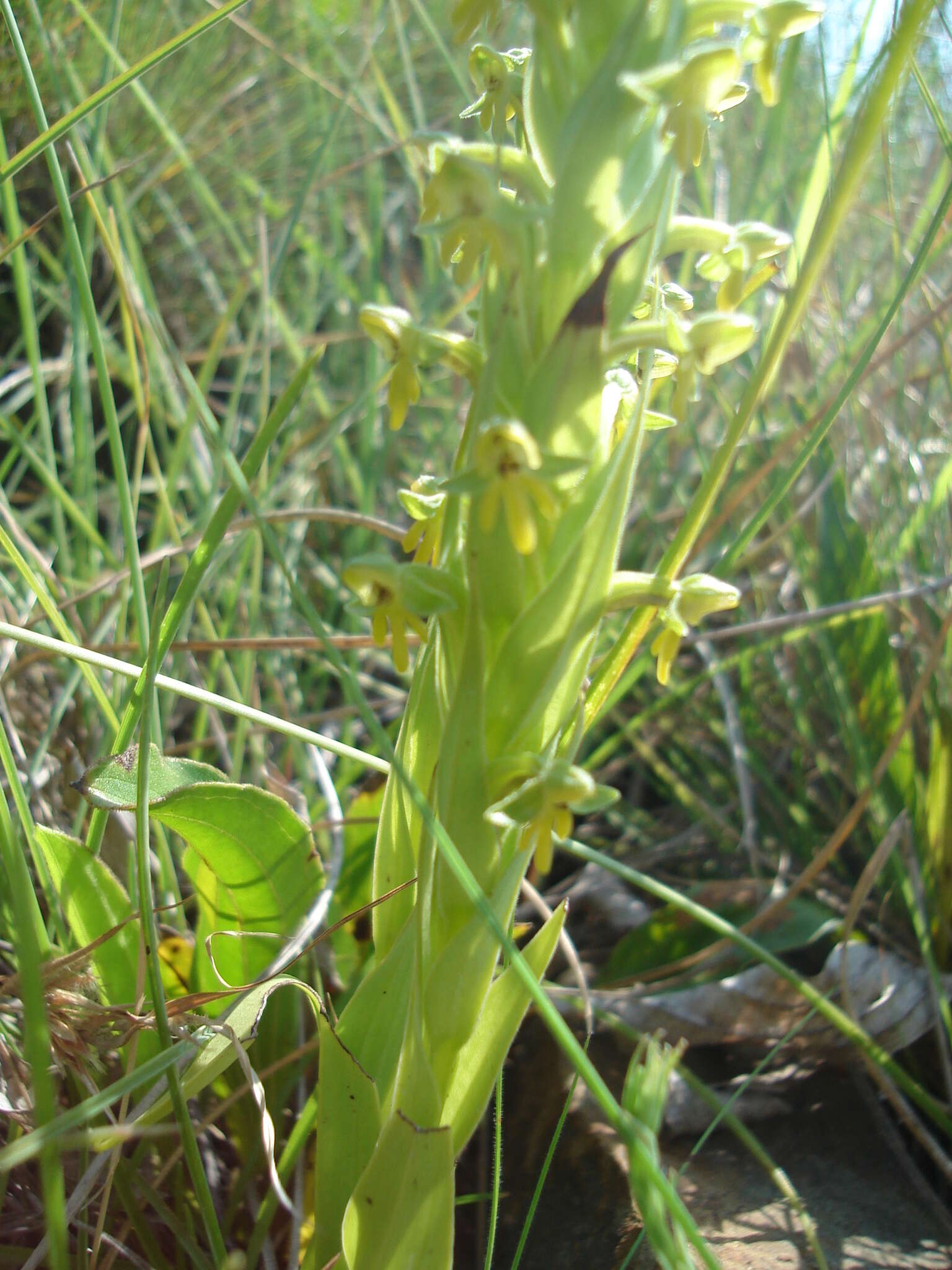 Image of Habenaria pseudociliosa Schelpe ex J. C. Manning