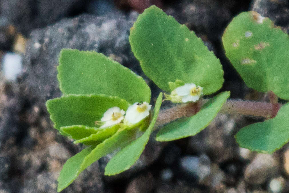 Image of Euphorbia indivisa (Engelm.) Tidestr.