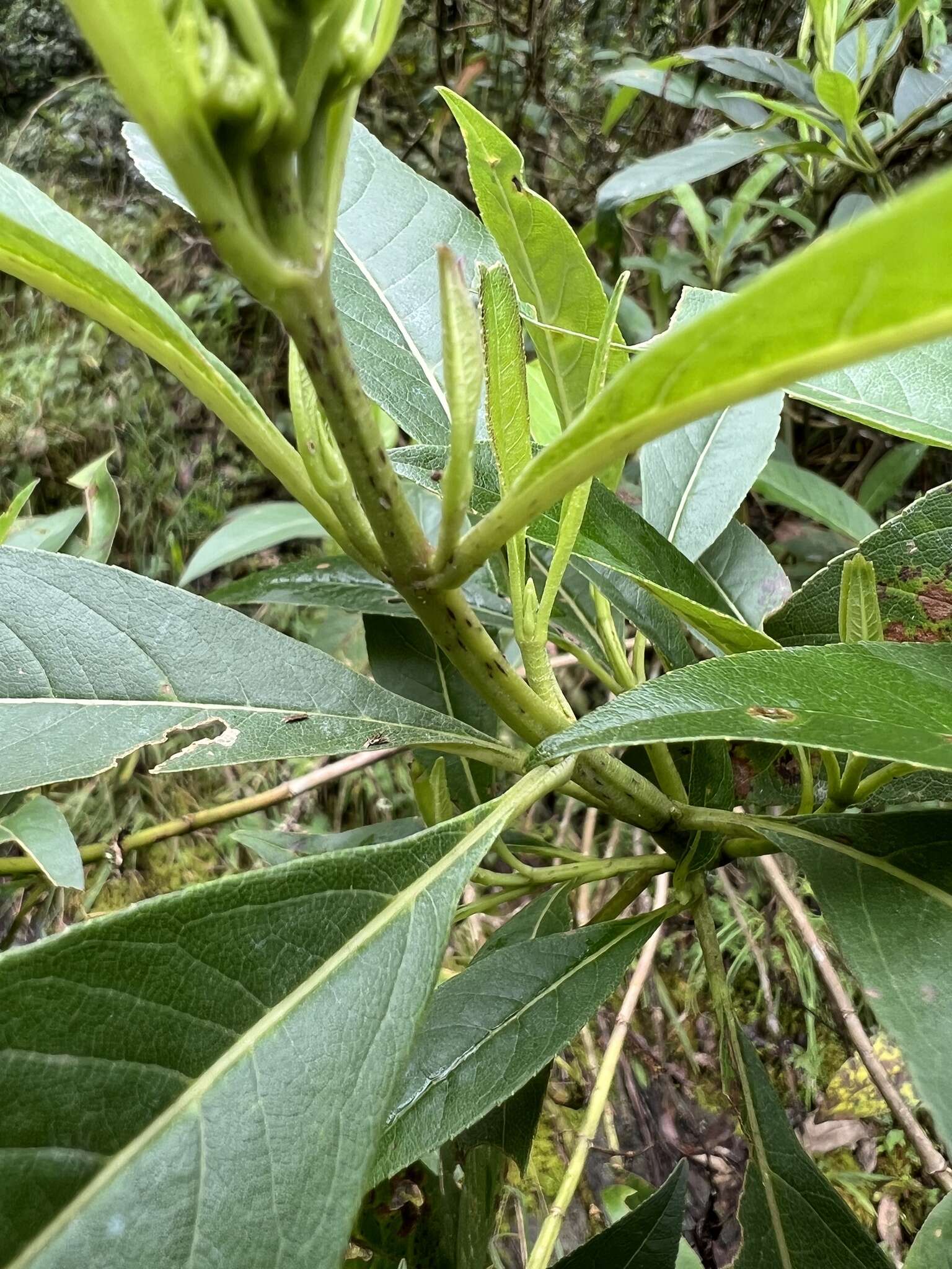 Image of Ageratina popayanensis (Hieron.) R. King & H. Rob.