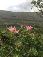 Plancia ëd Bauhinia macranthera Hemsl.