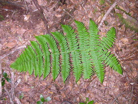 Image of Dryopteris oligodonta (Desv.) Pic. Serm.