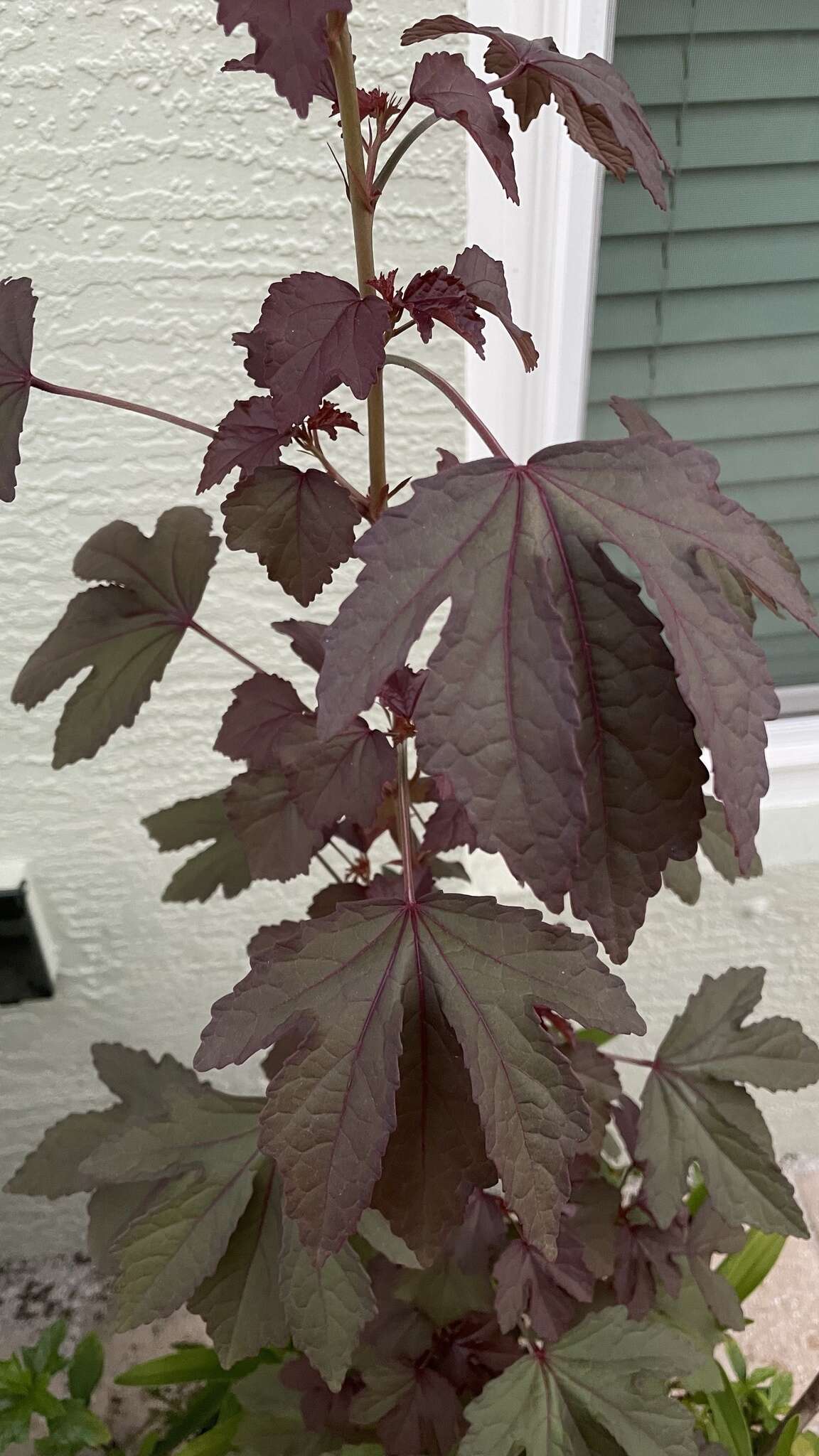 Image of African rosemallow