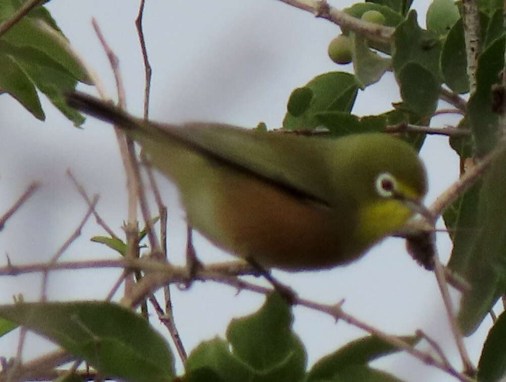 Imagem de Zosterops pallidus Swainson 1838