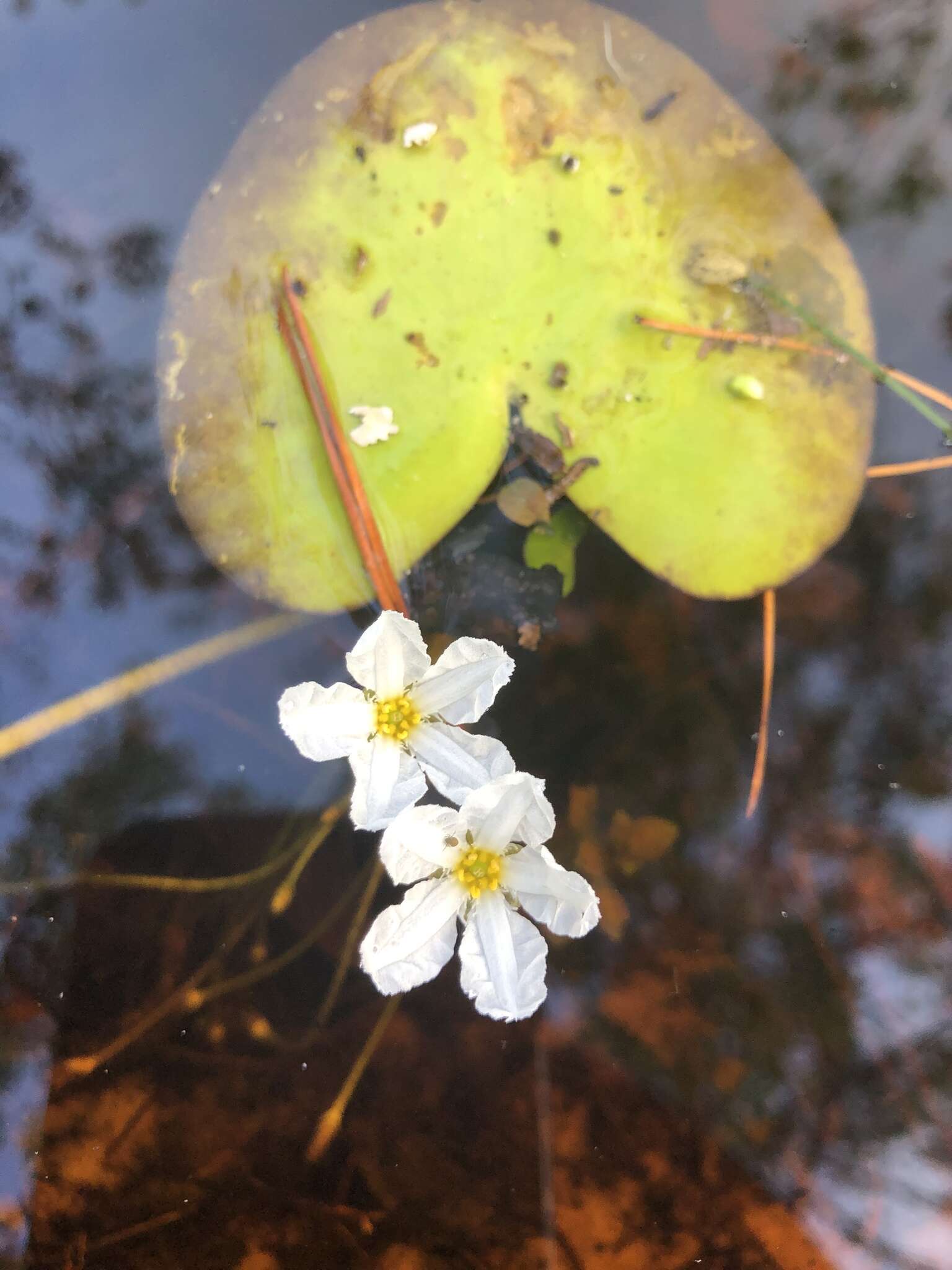 Слика од Nymphoides aquatica (J. F. Gmel.) Kuntze