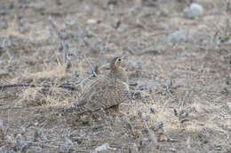 Image of Black-faced Sandgrouse