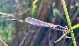 Image of Austrolestes analis (Rambur 1842)