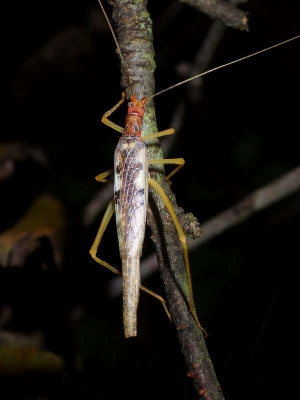 Neoxabea bipunctata (De Geer 1773) resmi