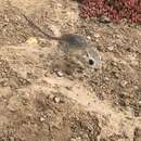 Image of San Quintin kangaroo rat