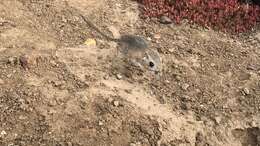 Image of San Quintin kangaroo rat