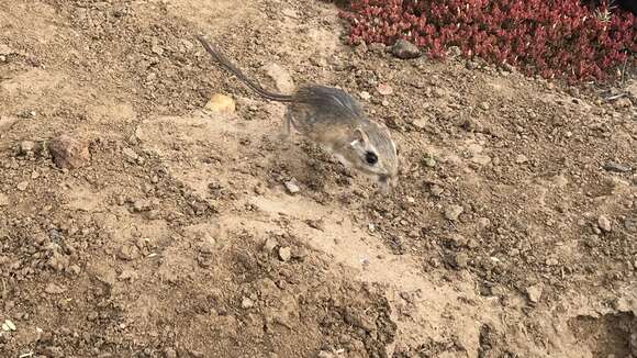 Image of San Quintin kangaroo rat