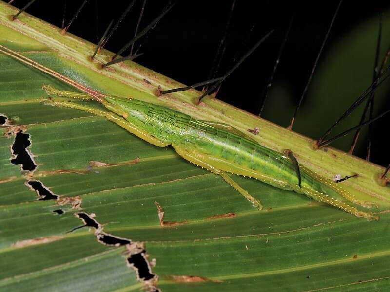 Sivun Odontolakis sexpunctata (Serville 1838) kuva