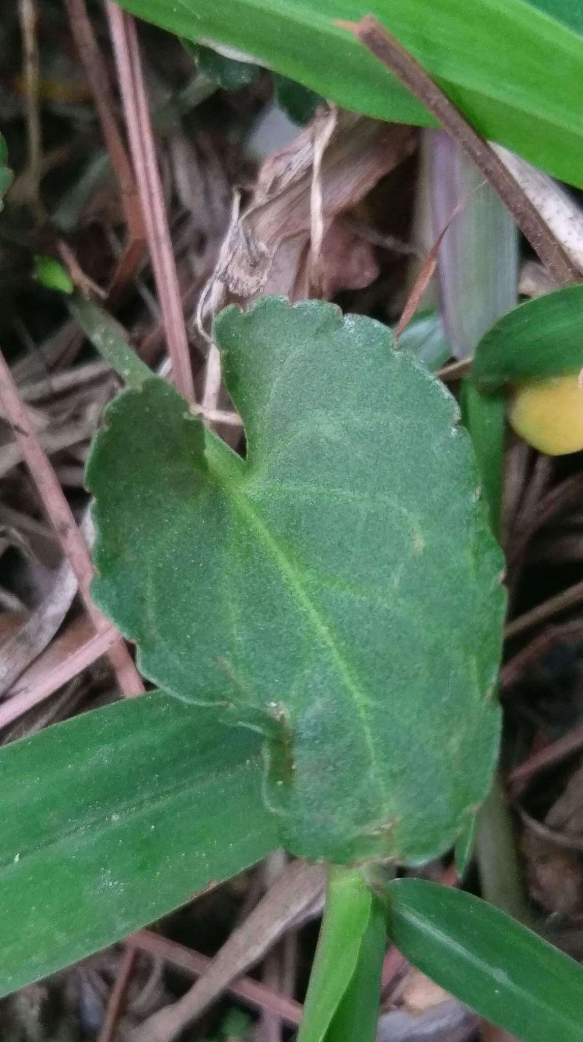 Image de Viola betonicifolia subsp. nagasakiensis (W. Becker) Y. S. Chen