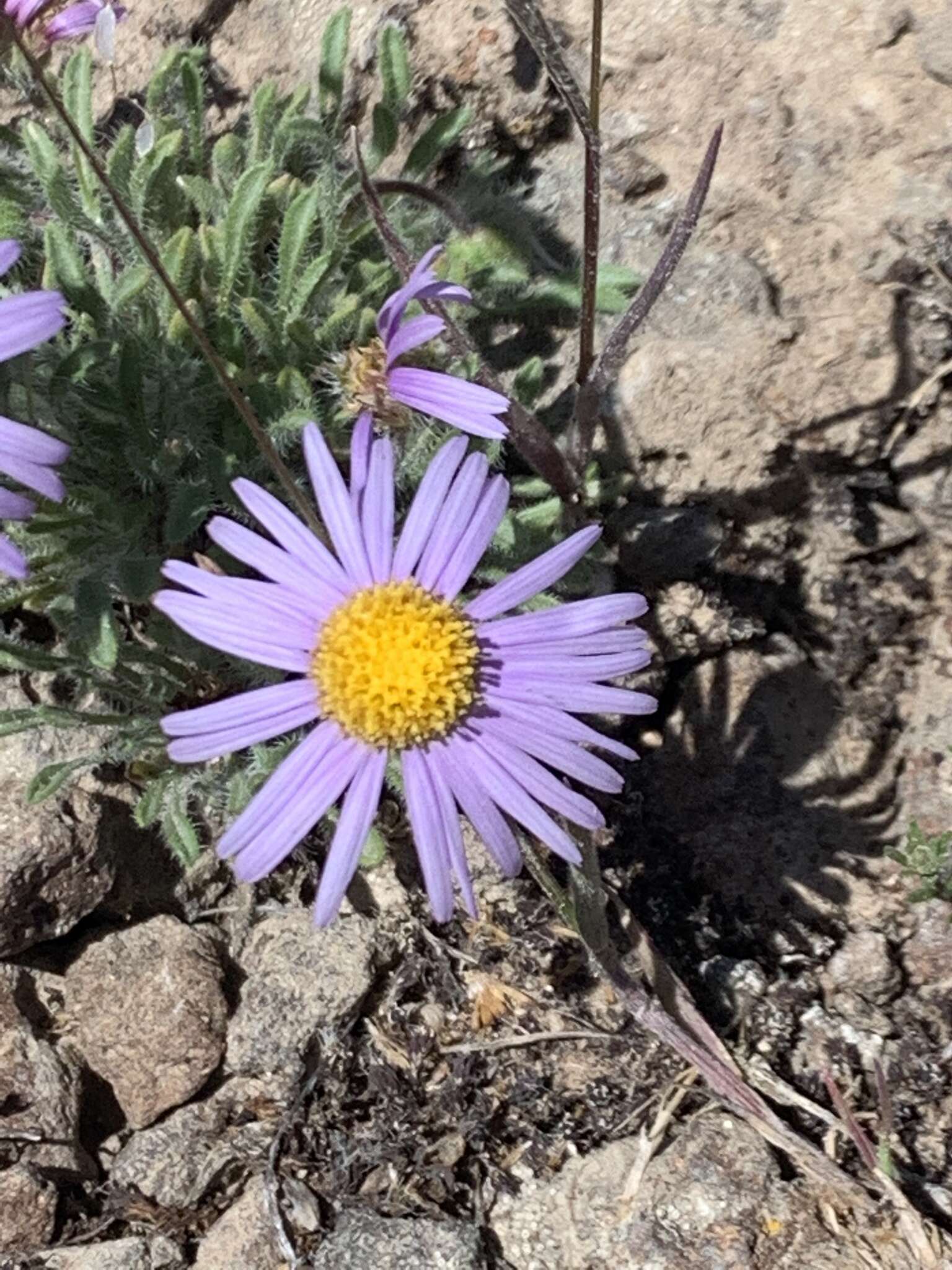 Imagem de Erigeron poliospermus A. Gray