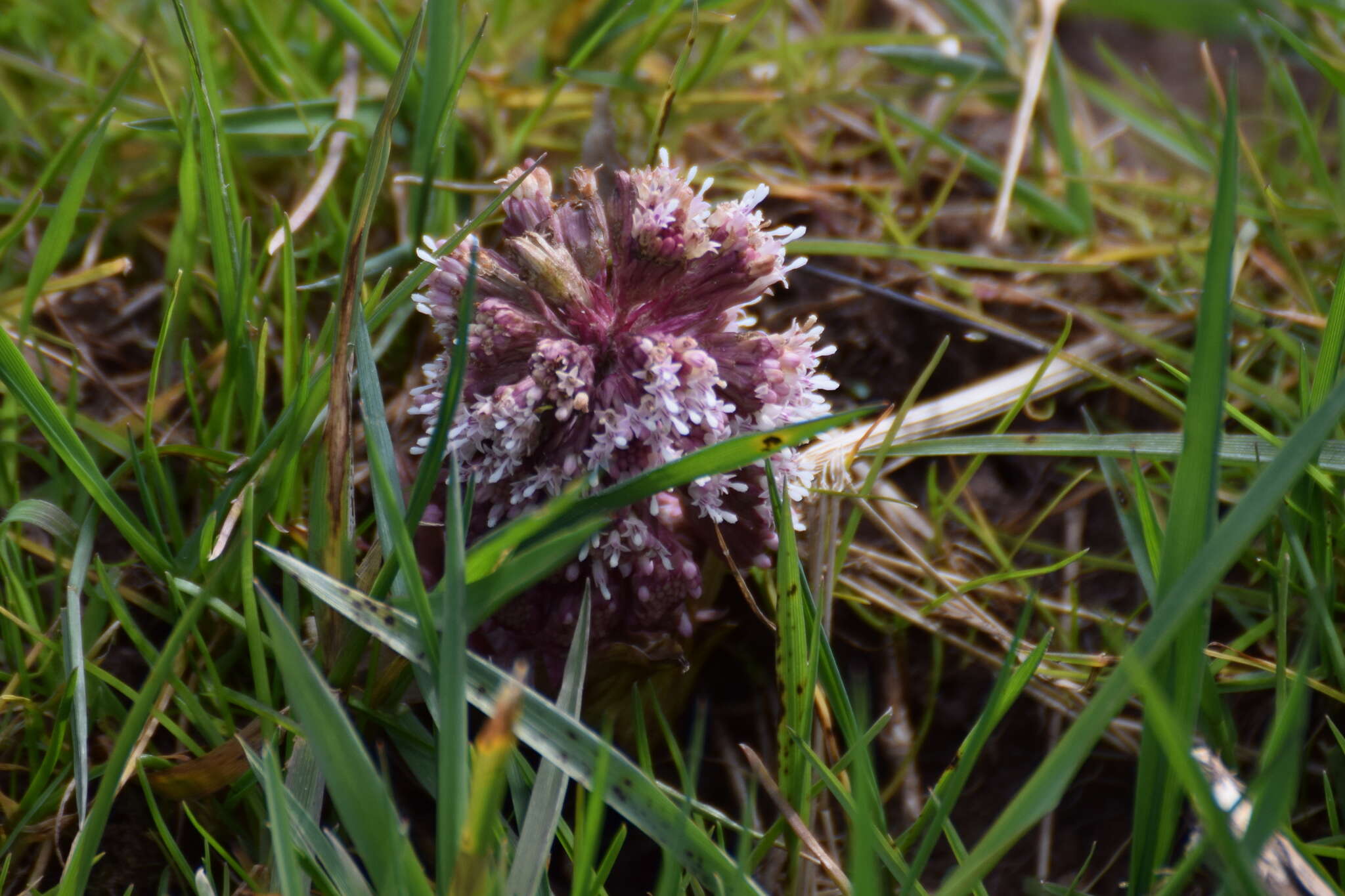 Image of pestilence wort