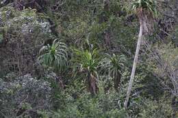 Image of Aloe pluridens Haw.