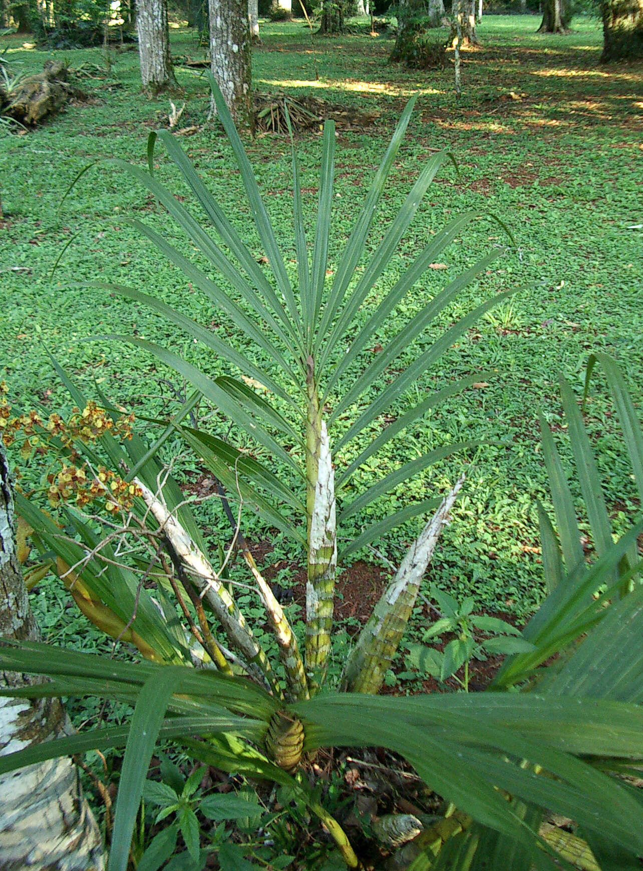 Image of Cyrtopodium palmifrons Rchb. fil. & Warm.