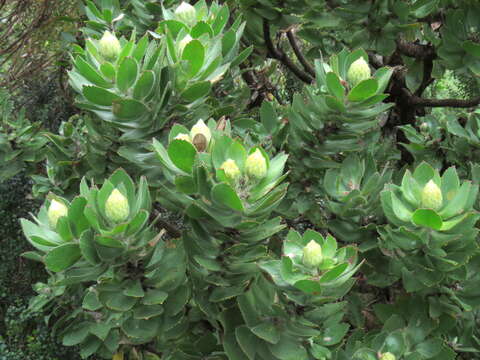 Image of Leucospermum conocarpodendron subsp. viridum Rourke