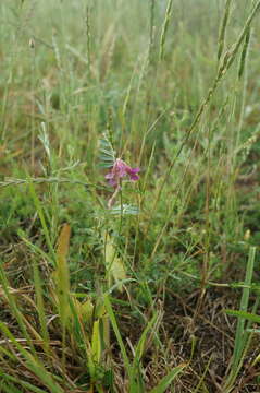 Imagem de Vicia pannonica subsp. striata