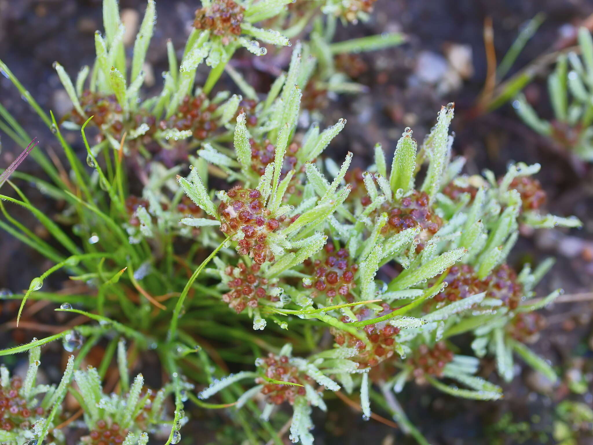 Image of Gnaphalium indutum Hook. fil.