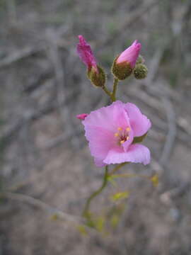 Image of Drosera neesii Lehm.