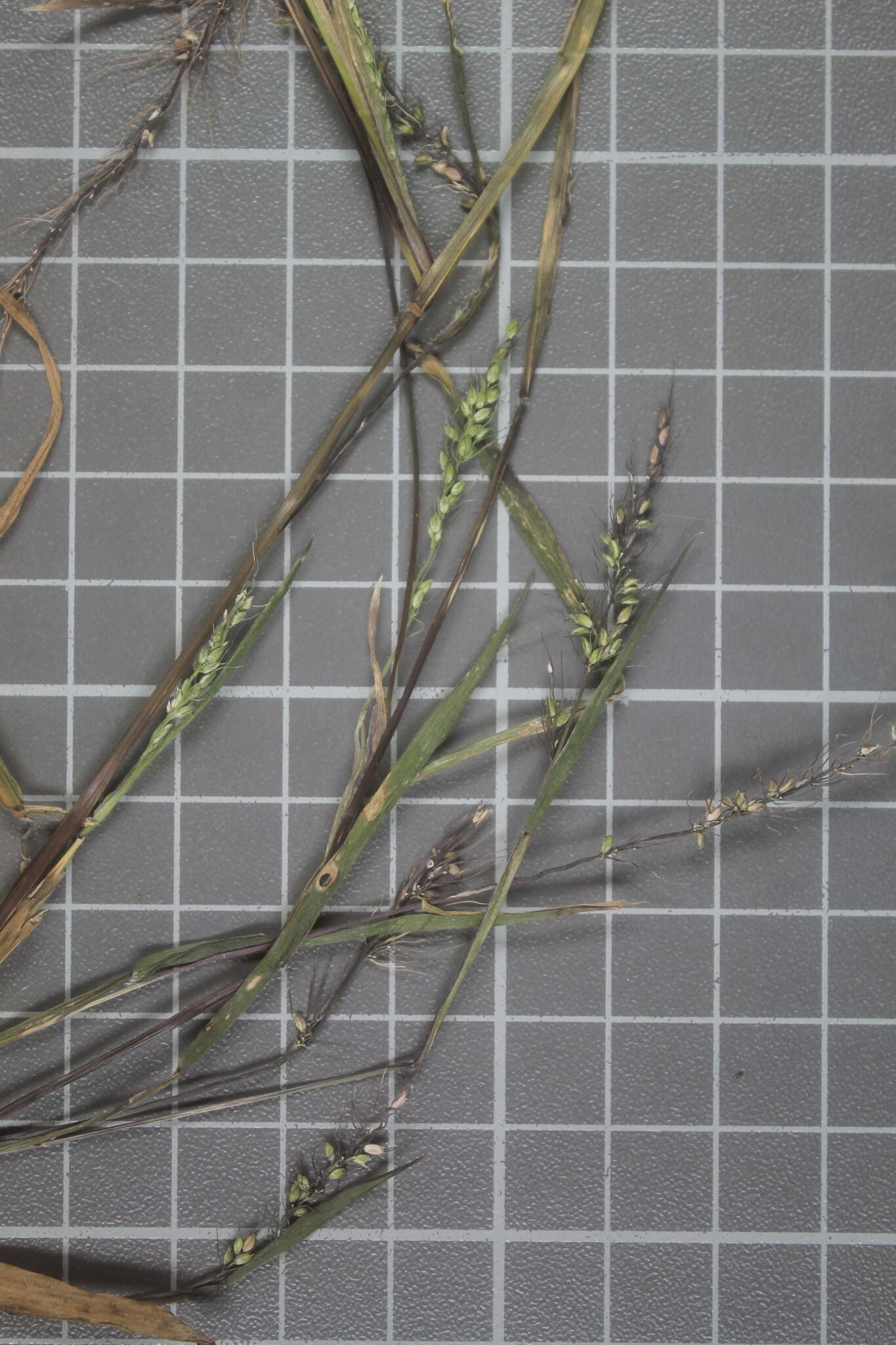 Image of Grisebach's bristlegrass