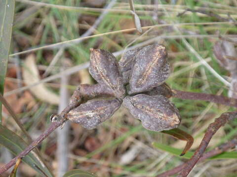 Image of Hakea eriantha R. Br.