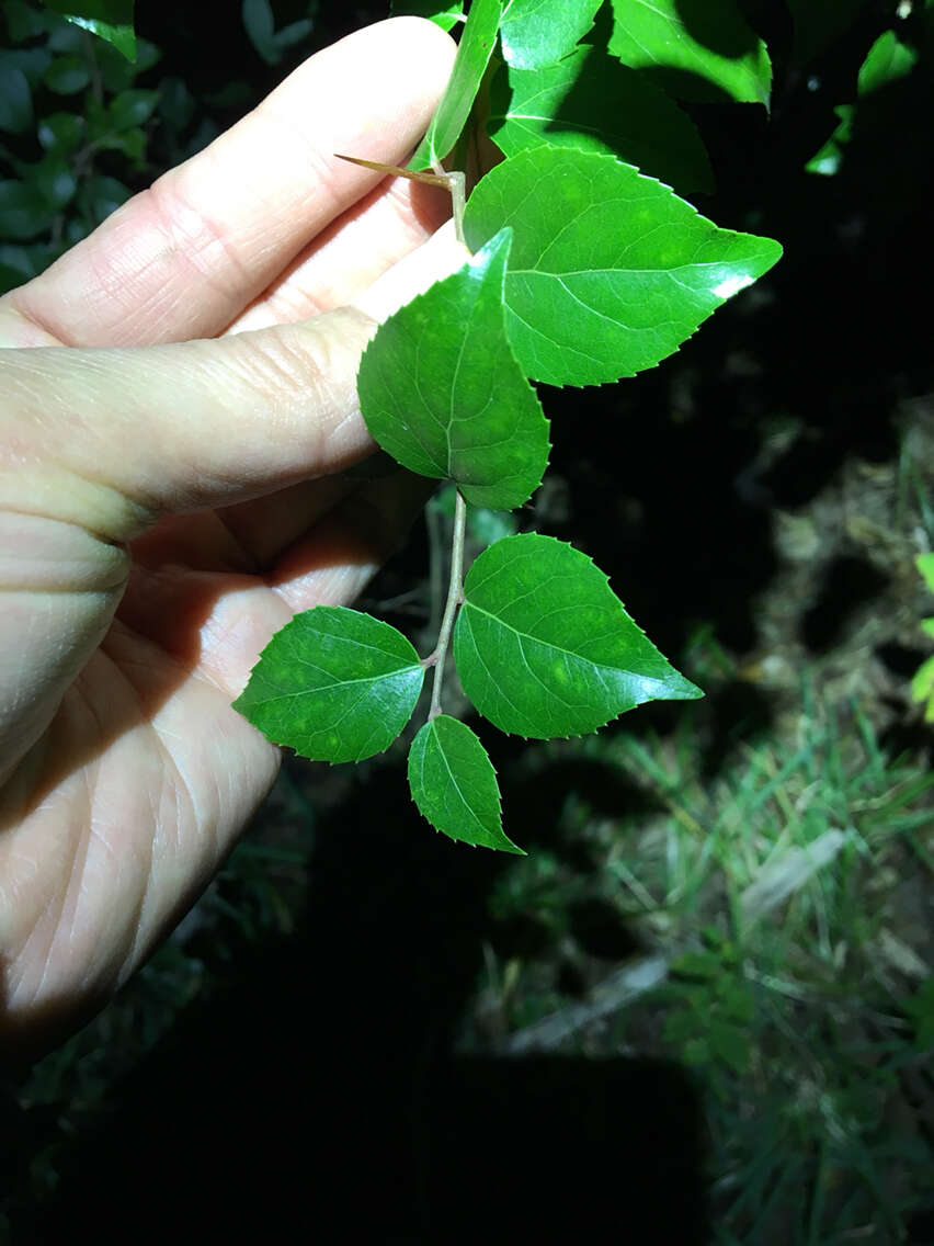 Image of dense logwood