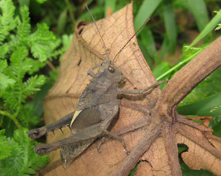 Image of Agriacris aequatoriana (Bolívar & I. 1909)