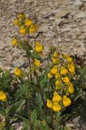 Image of Calceolaria germainii Witasek