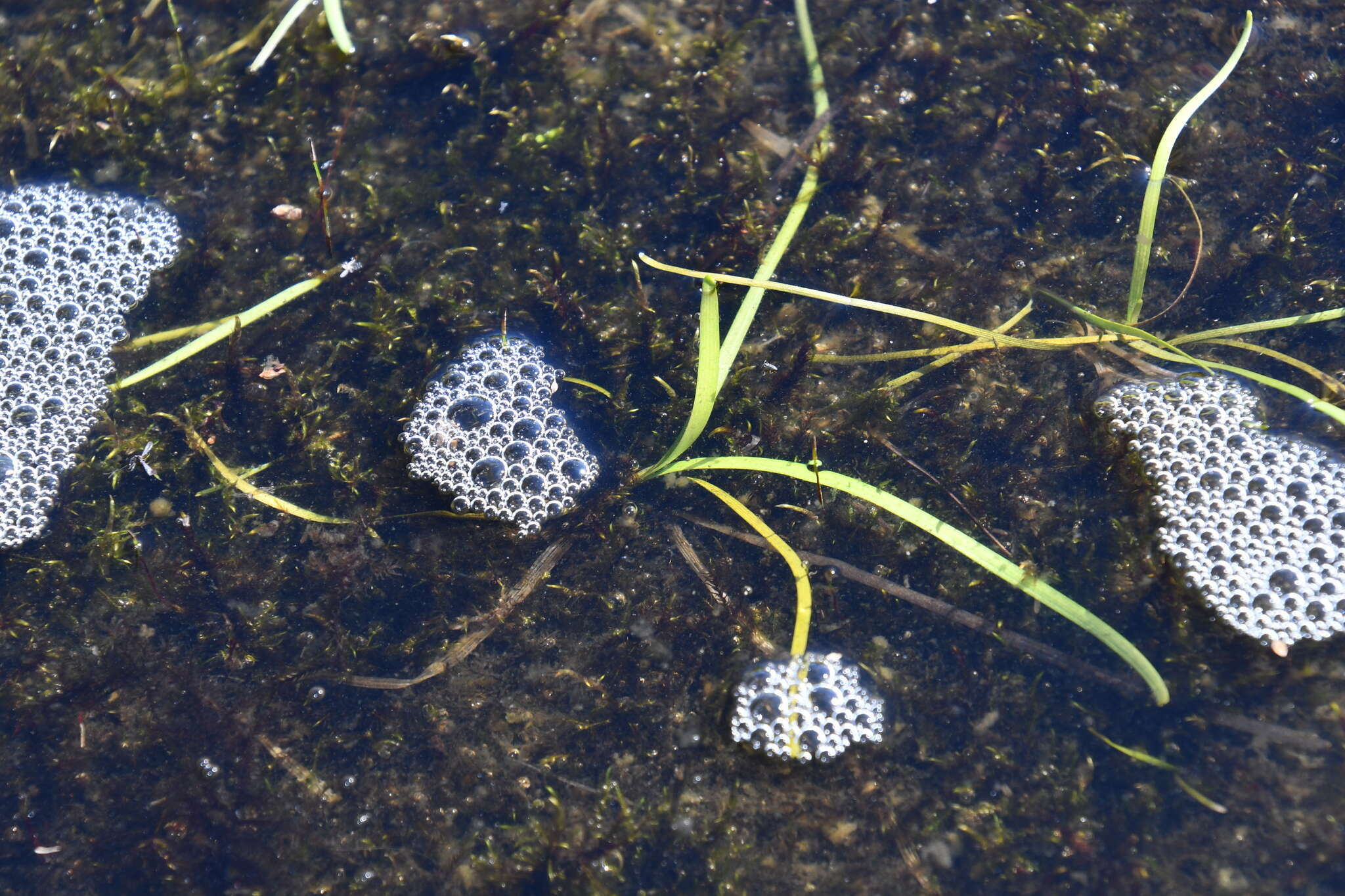 Image of Northern Burr-Reed