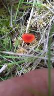 Слика од Hygrocybe coccineocrenata (P. D. Orton) M. M. Moser 1967