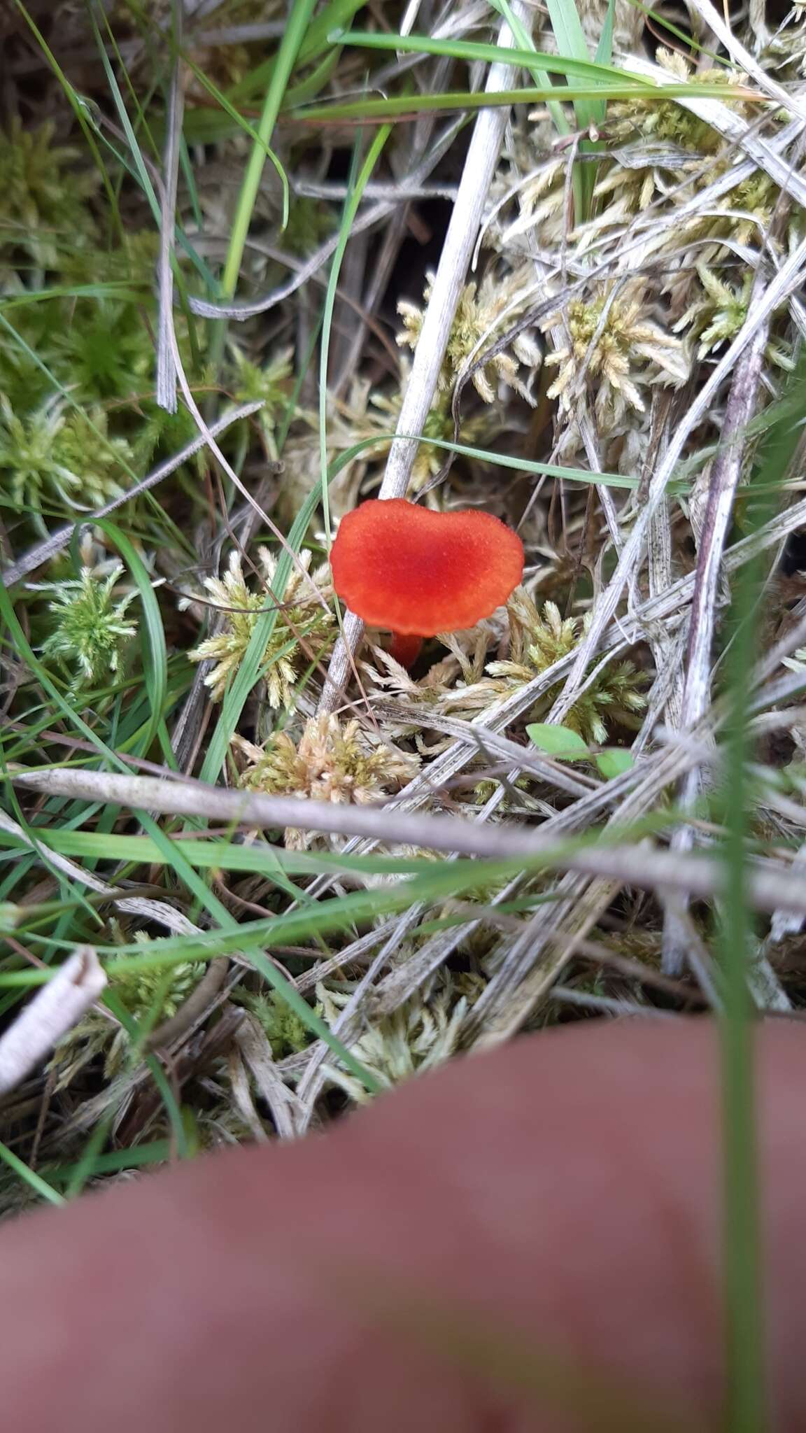 Слика од Hygrocybe coccineocrenata (P. D. Orton) M. M. Moser 1967