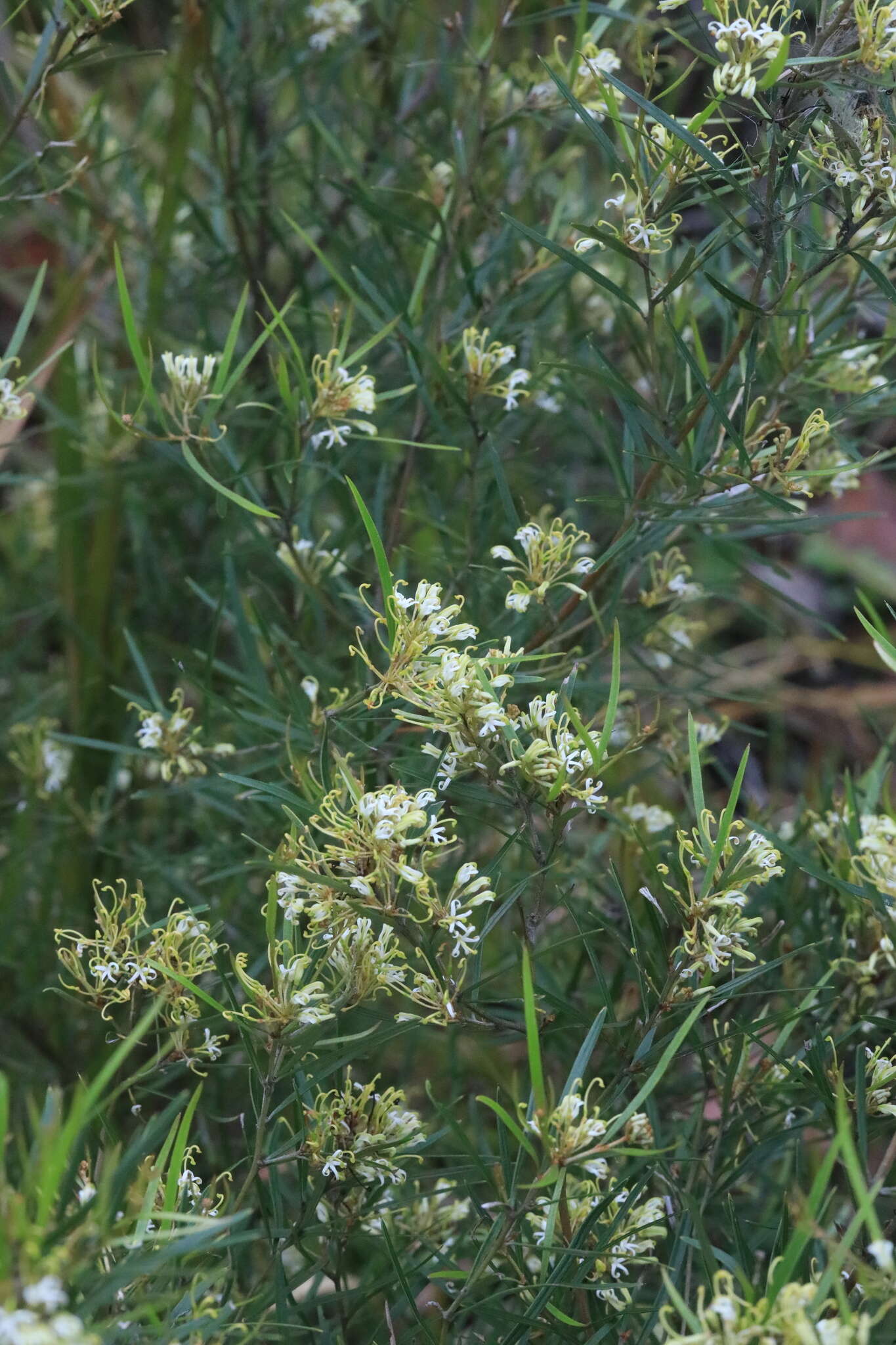 Image of Grevillea viridiflava R. O. Makinson