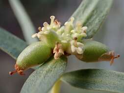 Image of Pimelea microcephala subsp. microcephala