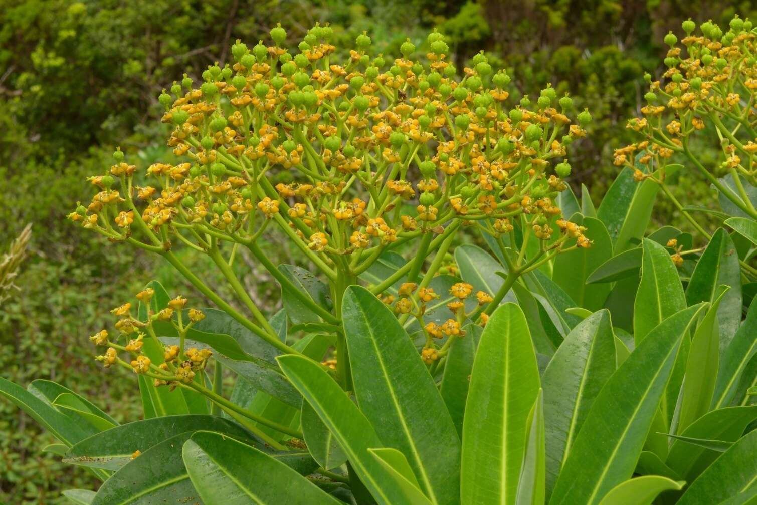 Image of Euphorbia stygiana subsp. stygiana